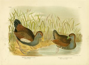 Mortiers TribonyxまたはTasmanian Nativehen、1891年
